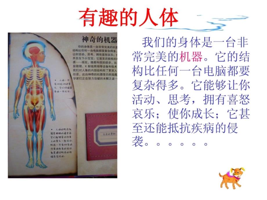 小学生 家长课堂器官解剖知识--有趣的人体_第4页