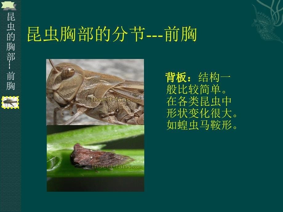 昆虫胸部的基本构造_第5页