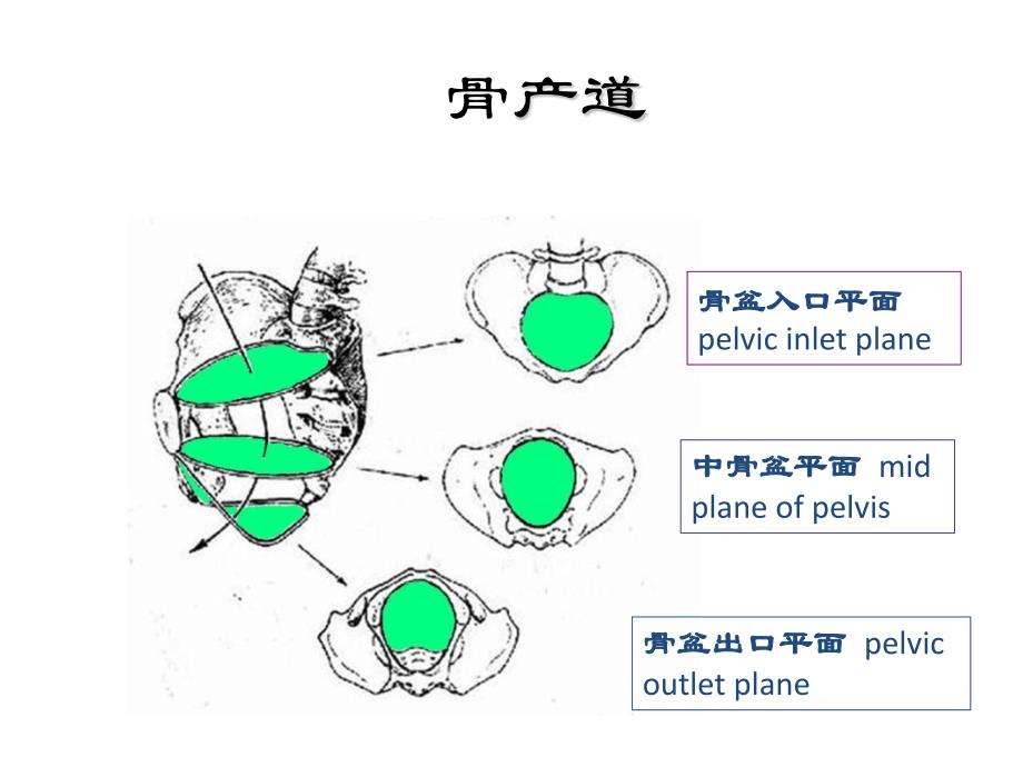 异常分娩产道异常 ppt课件_第2页