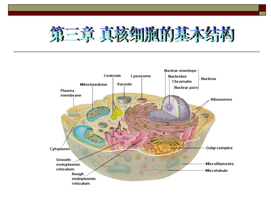 细胞生物学第三章1-3节真核细胞的基本结构_第1页