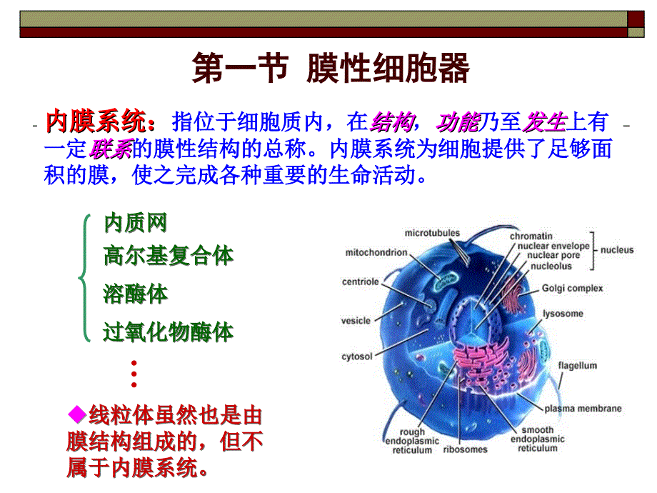 细胞生物学第三章1-3节真核细胞的基本结构_第2页