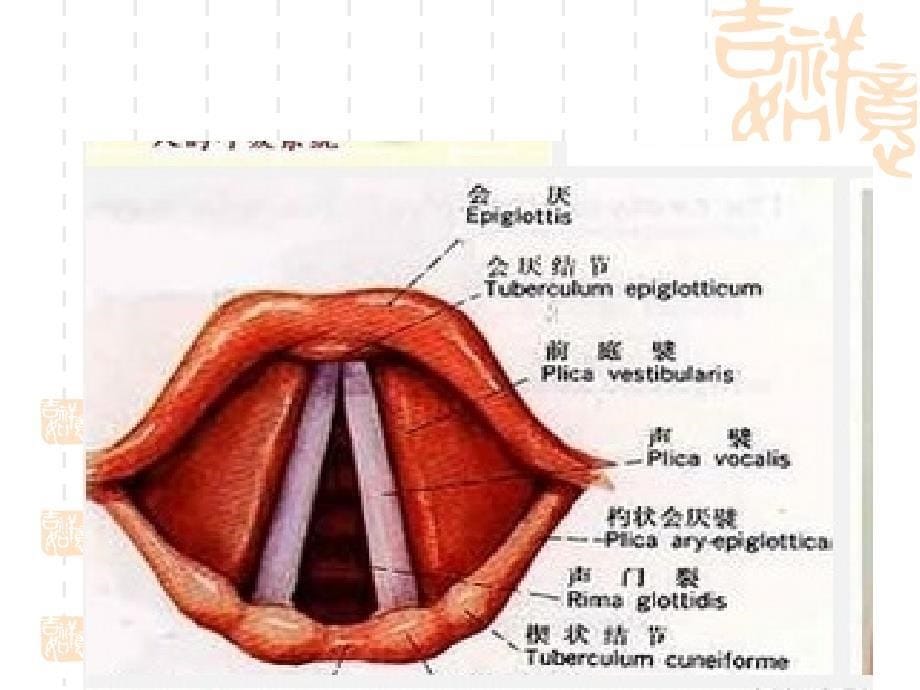 呼吸系统解剖 ppt课件_第5页