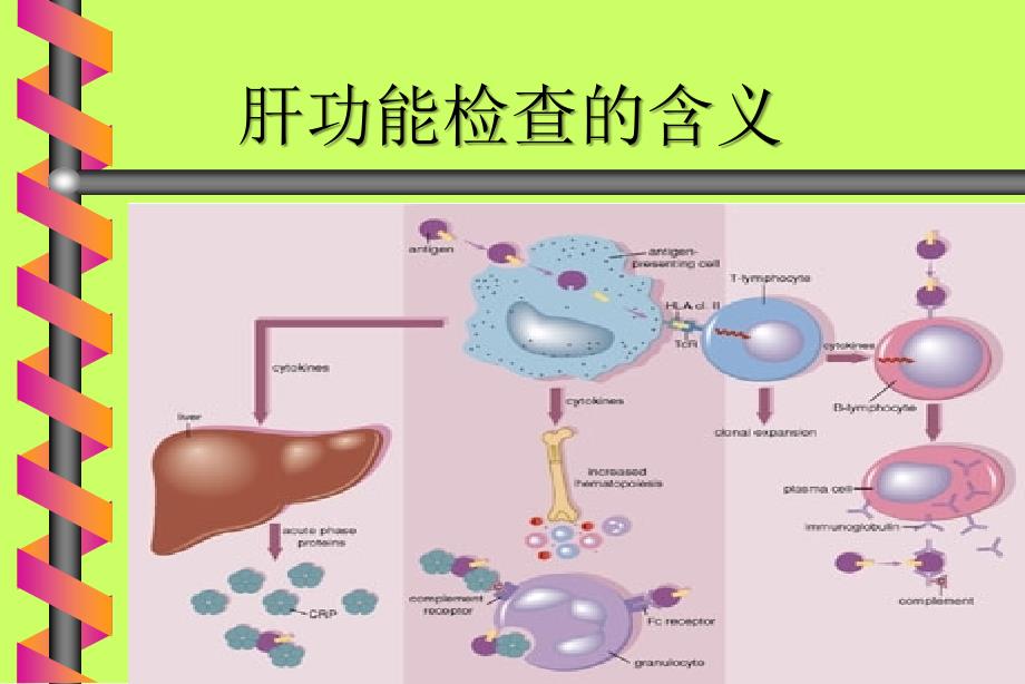 检验科讲课—生化_第4页