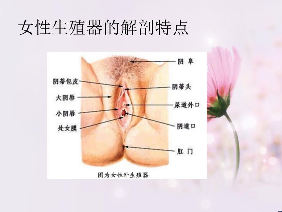 妇女健康知识讲座 ppt课件_第3页