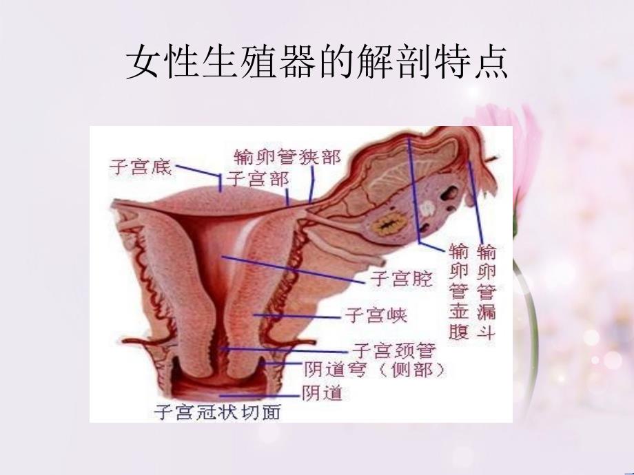 妇女健康知识讲座 ppt课件_第4页