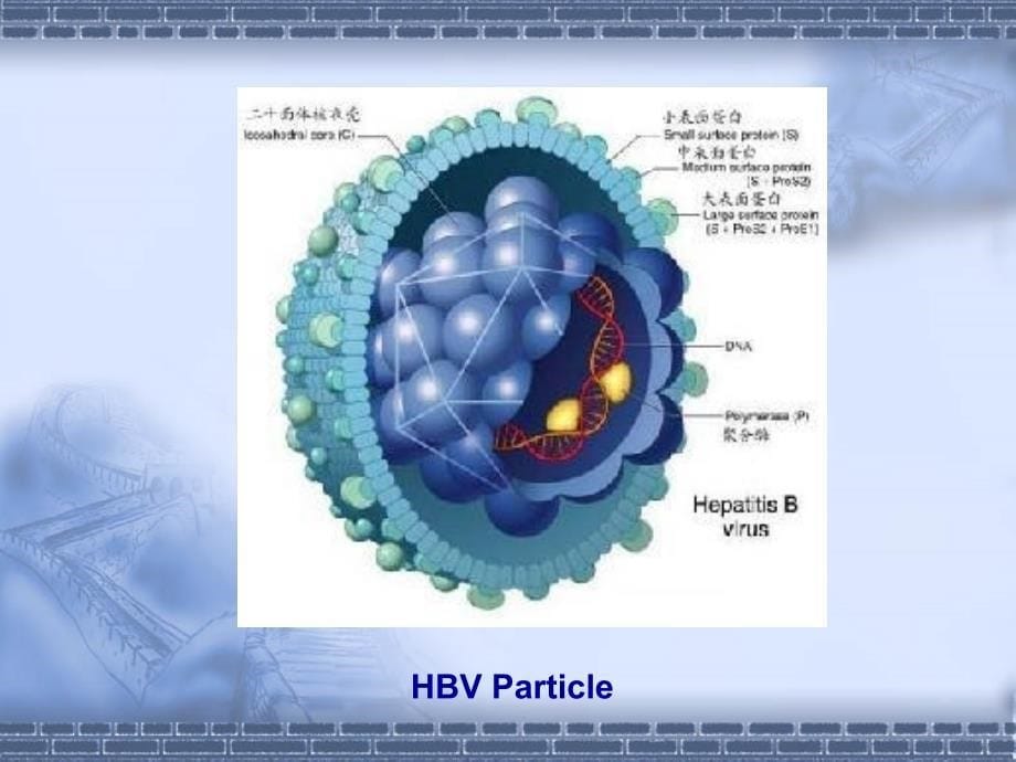 微生物与瘟疫.ppt_第5页