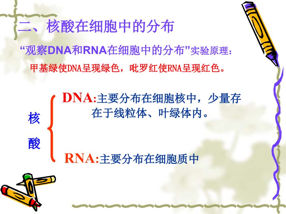 生物学遗传信息的携带者-核酸_第3页