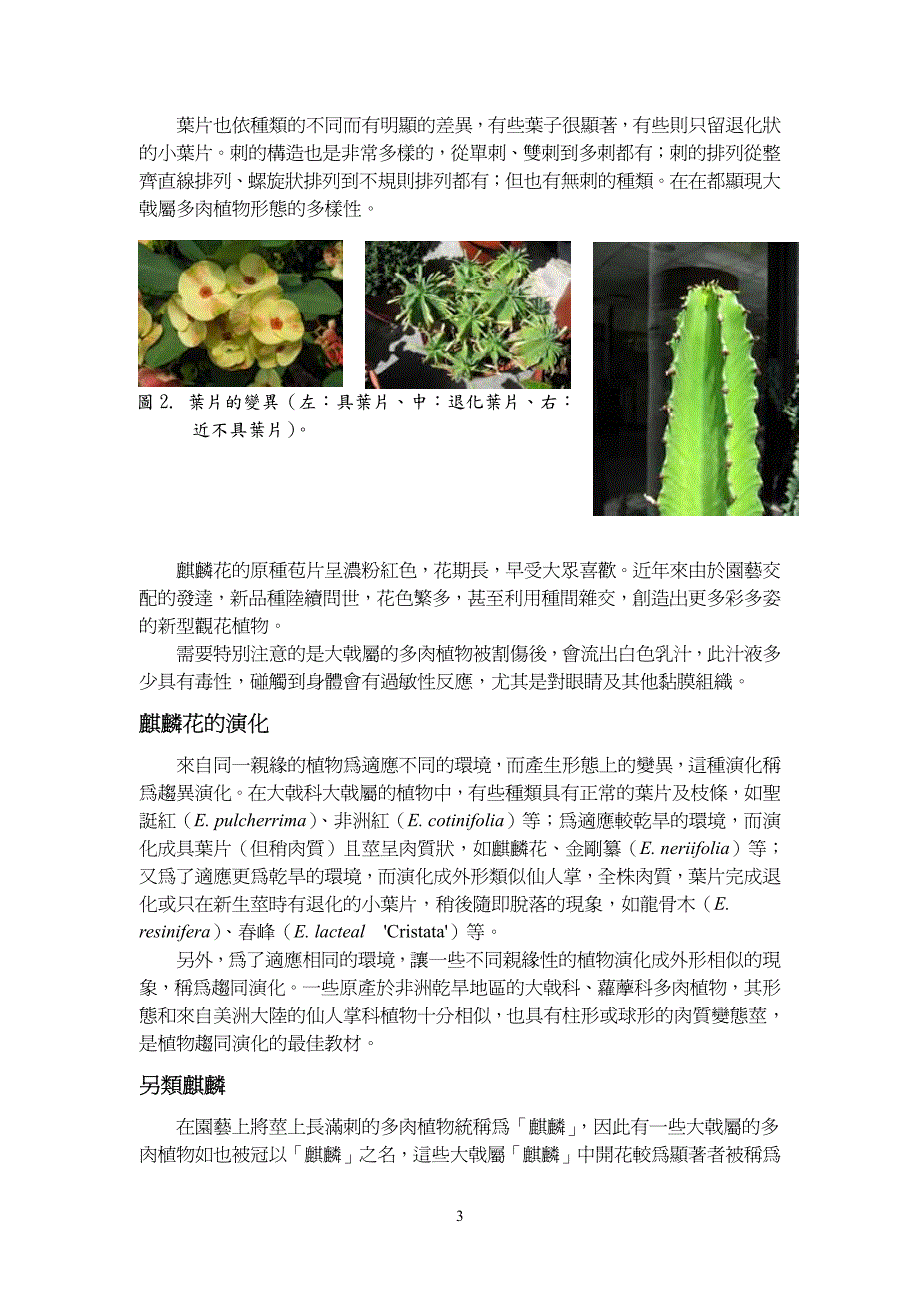 来自马达加斯加的惊奇—麒麟花、长寿花特展_第3页