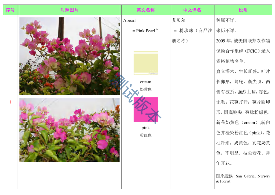 国际三角梅栽培品种查对表.pdf.comp_第2页