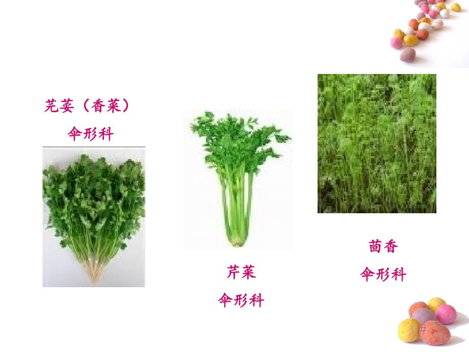 第二章  绿叶菜类_第4页