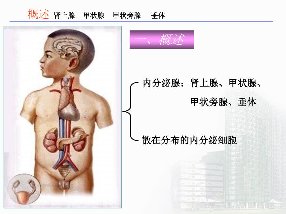 32第十八章 内分泌系统_第3页