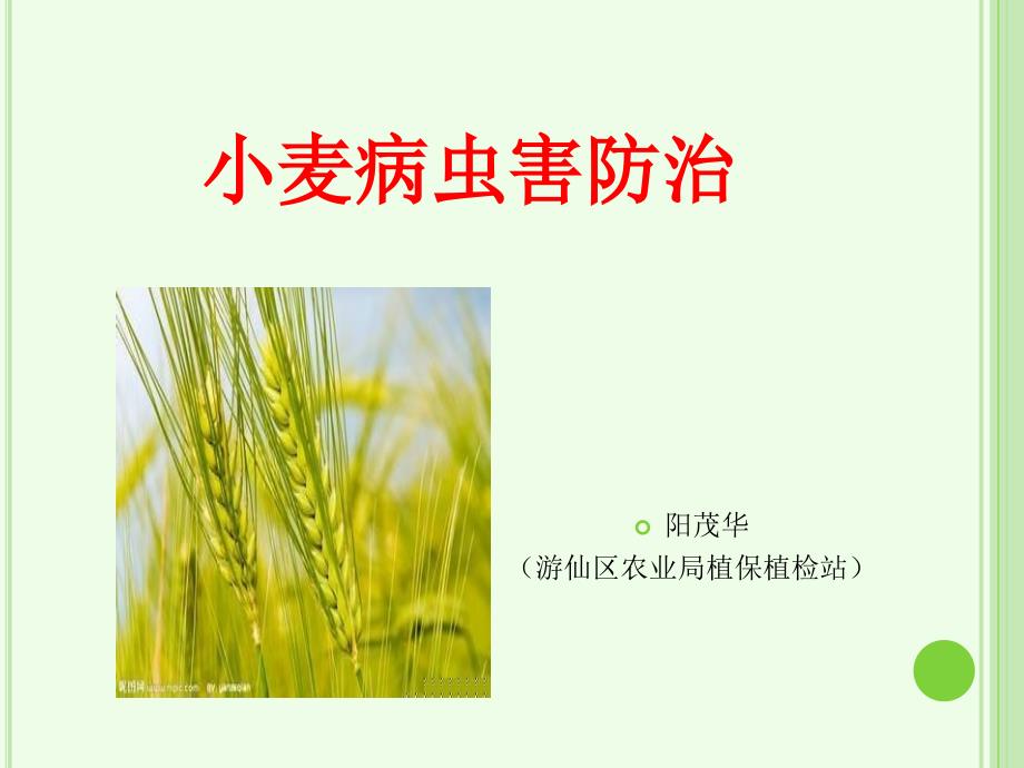 小麦病虫害防治_游仙区农业局_第1页