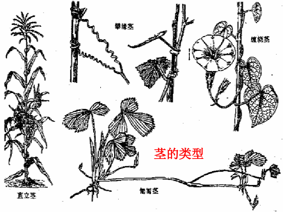 古生物地层学第四章植物界_第4页