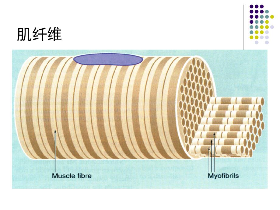 第五章 骨骼肌、心肌和平滑肌细胞的生理_第4页