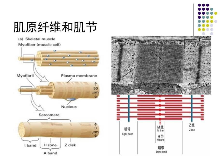 第五章 骨骼肌、心肌和平滑肌细胞的生理_第5页