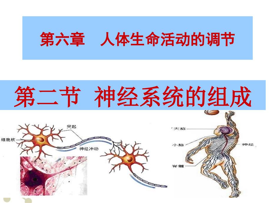 七年级生物下册_神经系统的组成课件_人教新课标版 (2)_第1页