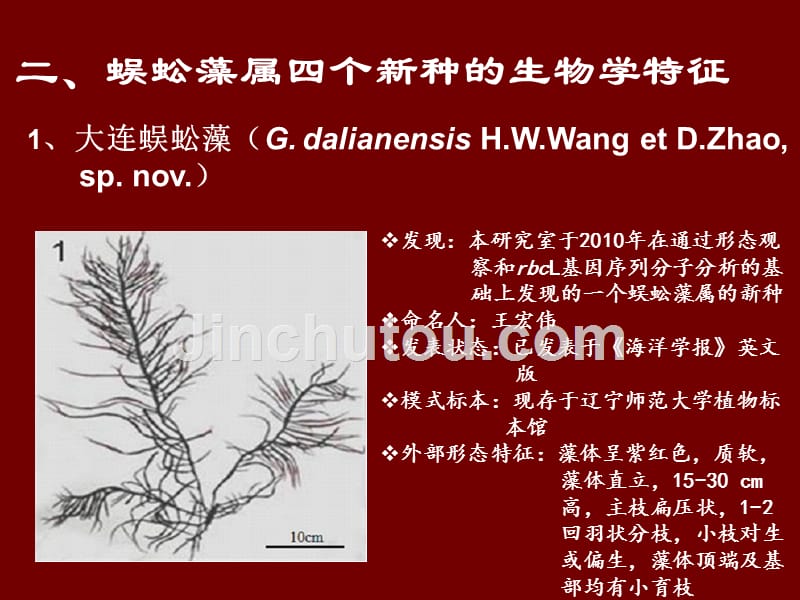 藻类会议报告中国海膜科蜈蚣藻属四个新种的生活史研究关云_第4页