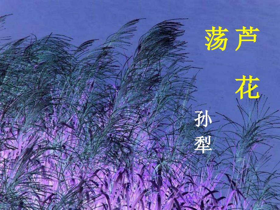 八年级语文芦荡花21_图文_第1页