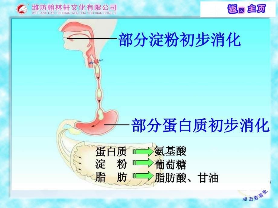 第二节 消化和吸收_第5页