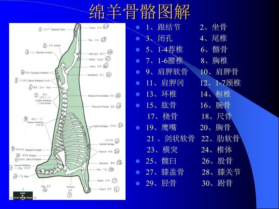 澳洲肉品手册-绵羊肉_第5页