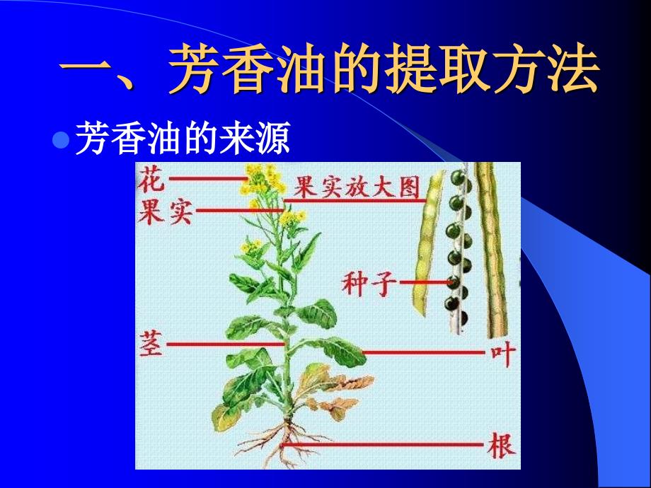 芳香植物与芳香疗法_第4页