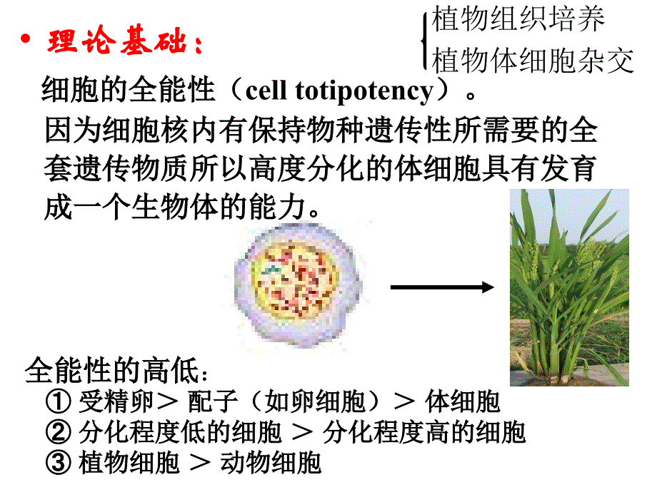 细胞工程与作物育种_第3页