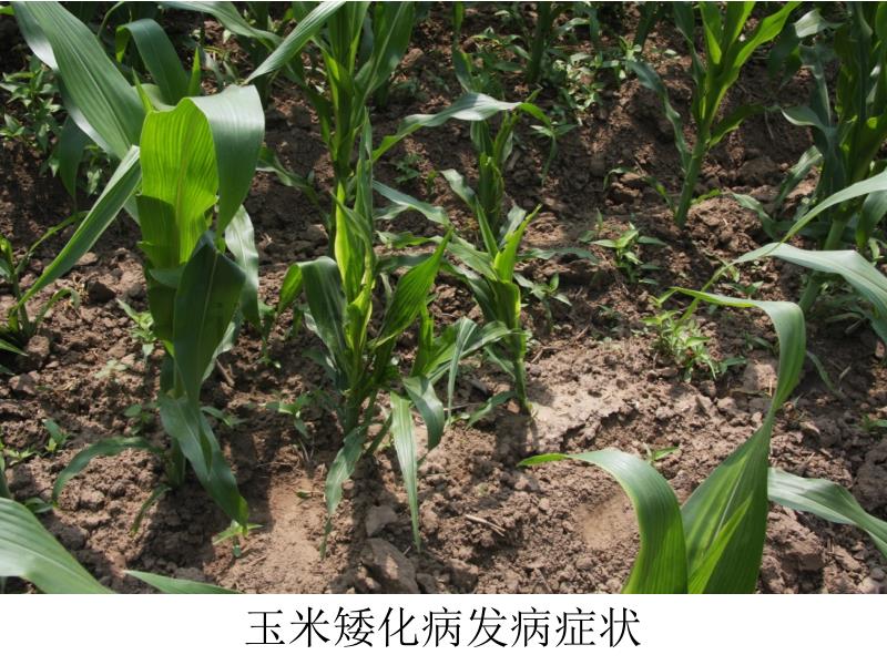 种子药剂处理防治玉米矮化病-中国农科院植保所杨代斌_第5页