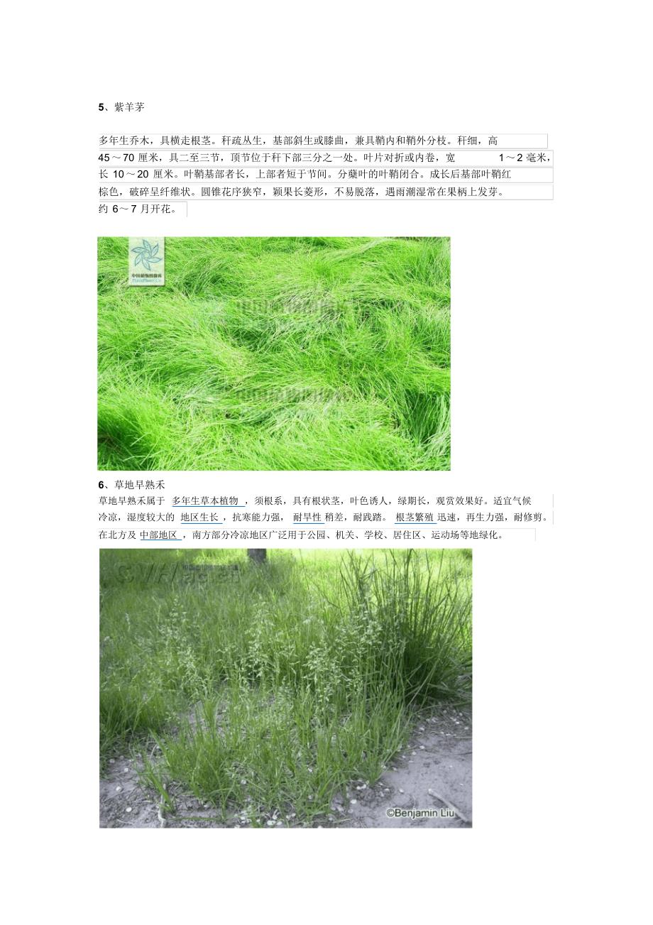 草坪草及草坪杂草种类_第3页