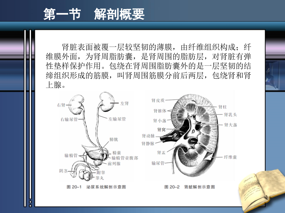 第二十章 肾脏疾病_第3页