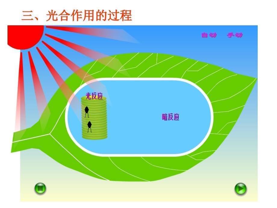 光合作用与细胞呼吸_第5页