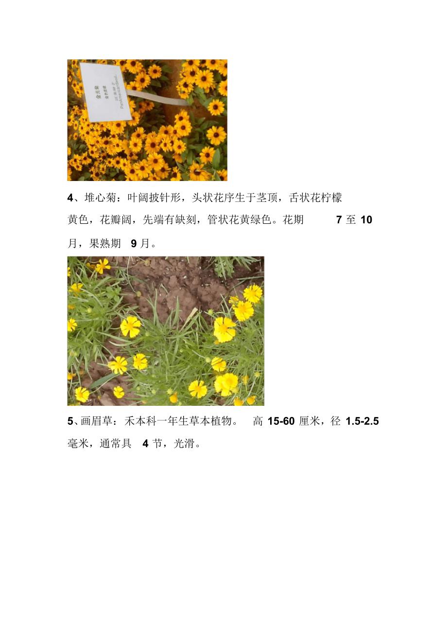 常见花卉40种(图片+形态特征)及蝴蝶兰栽培_第3页