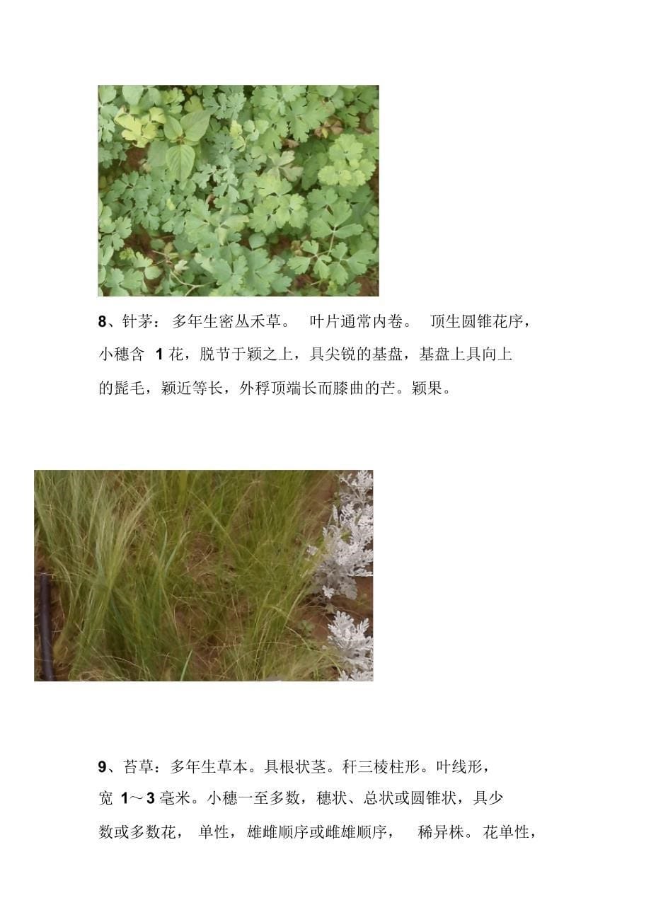 常见花卉40种(图片+形态特征)及蝴蝶兰栽培_第5页