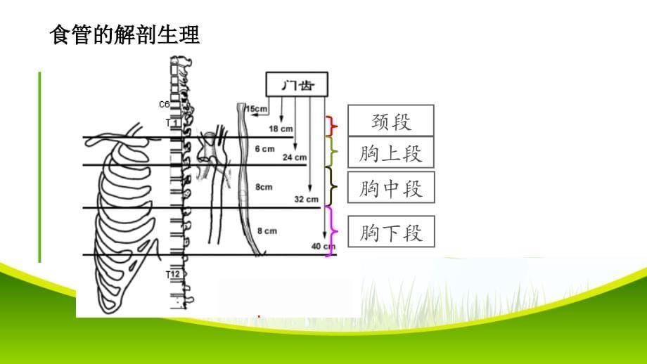 食管恶性肿瘤的护理查房_第5页