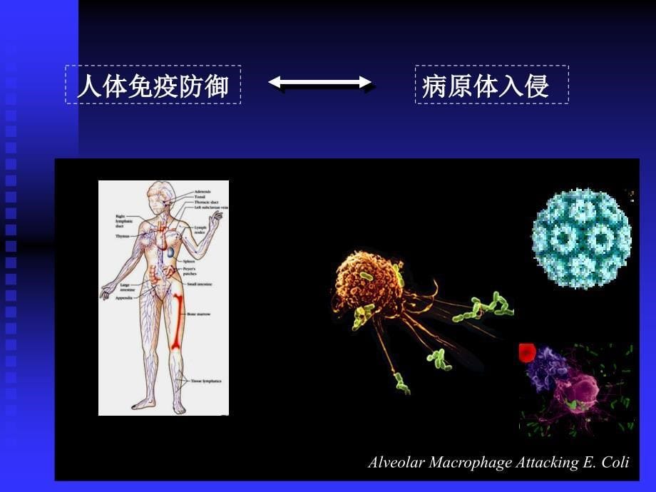 MedicalMicrobiology_第5页