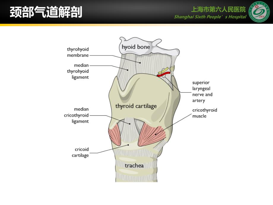 超声在气道管理中的应用医学幻灯片_第2页