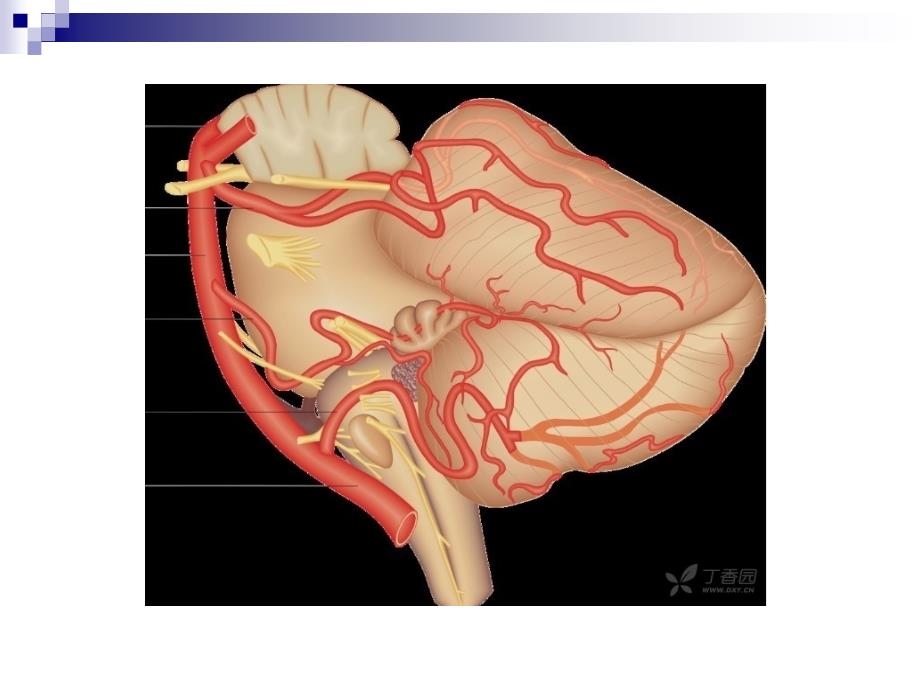 后循环缺血性PPT课件_第4页