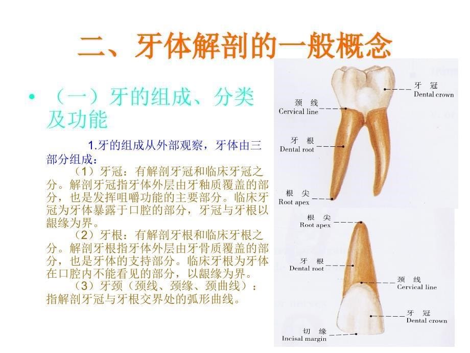 多生牙CT诊断PPT课件_第5页