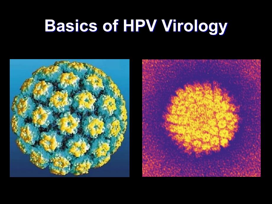 宫颈HPV感染PPT课件_第4页