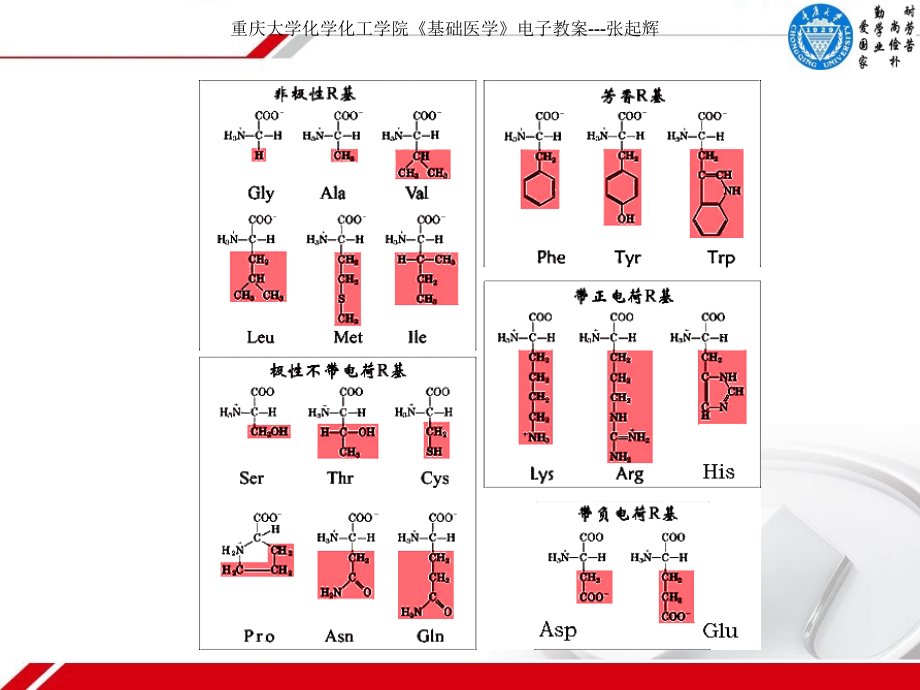 基础医学 第二章 人体的基本构成_第3页