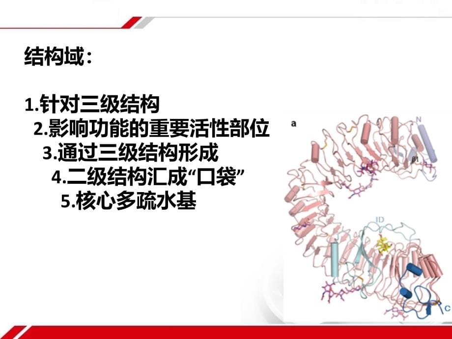 基础医学 第二章 人体的基本构成_第5页