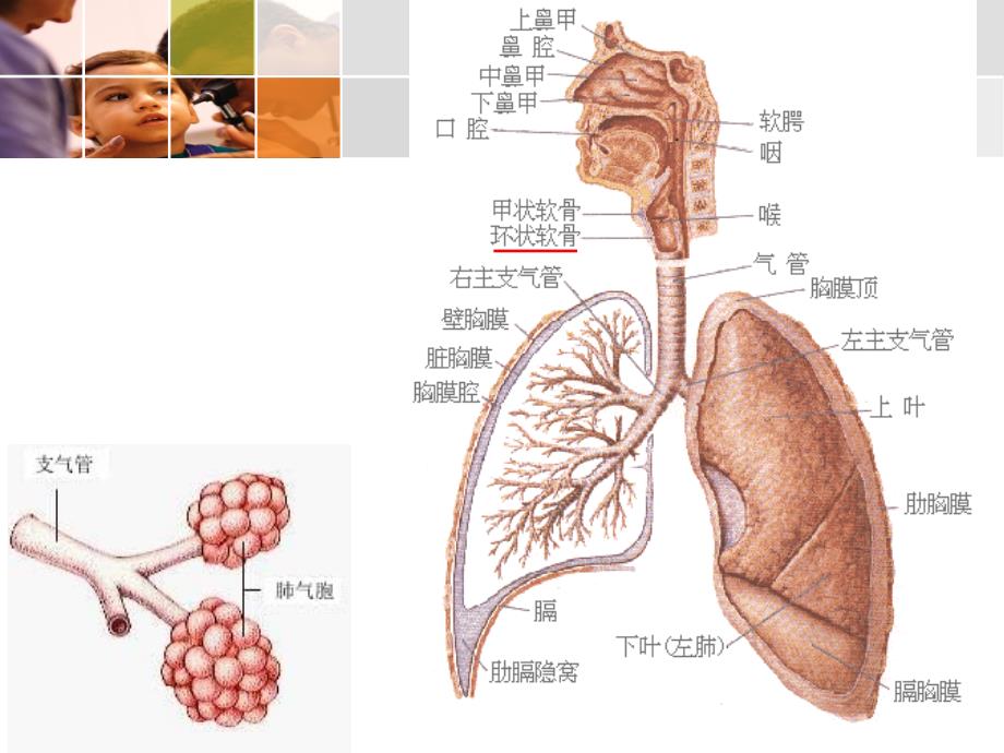 呼吸系统疾病患儿的护理_第2页