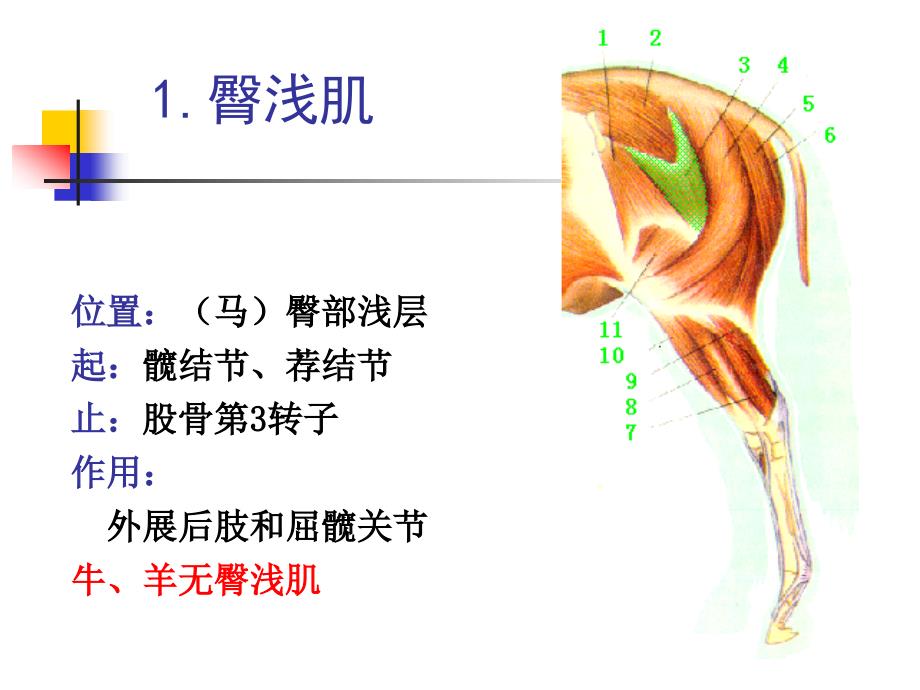 后肢、躯干、头部肌肉课件_第2页