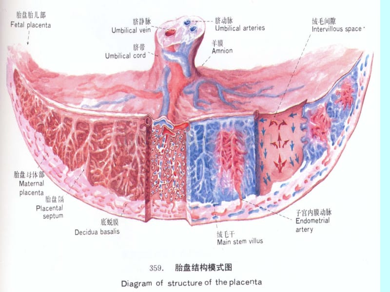 产前出血（妇产科基本知识培训课件） 全套精篇_第2页