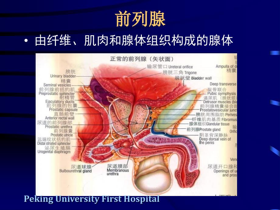 前列腺癌的MRI和MRS诊断 -王宵英_第3页