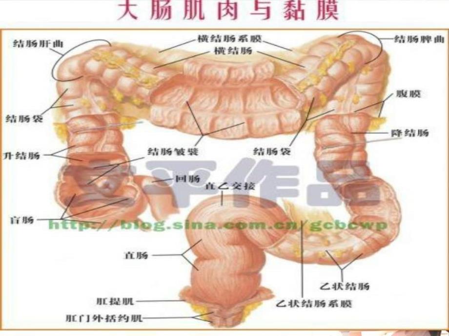 常见肛肠科疾病预防_第2页