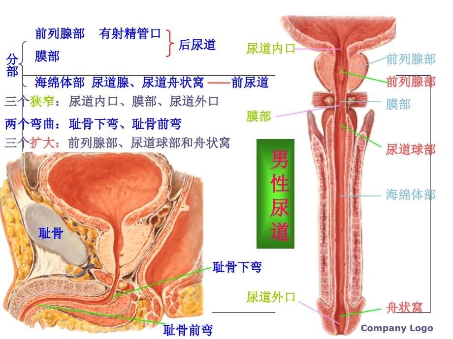 神经源性膀胱的诊断与治疗_第5页