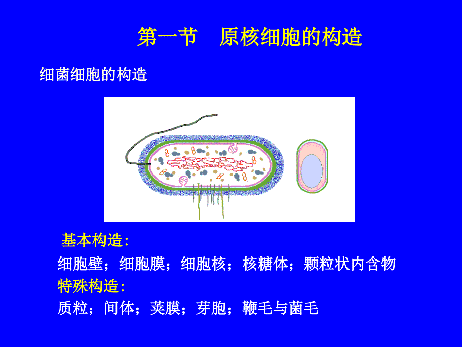 第一章-微生物细胞的结构与功能_第2页