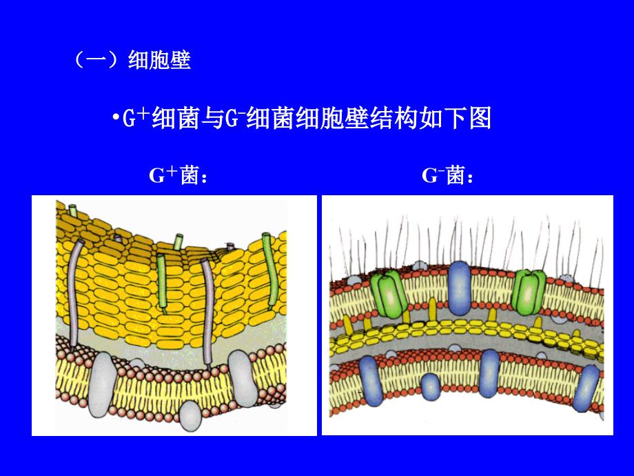 第一章-微生物细胞的结构与功能_第3页