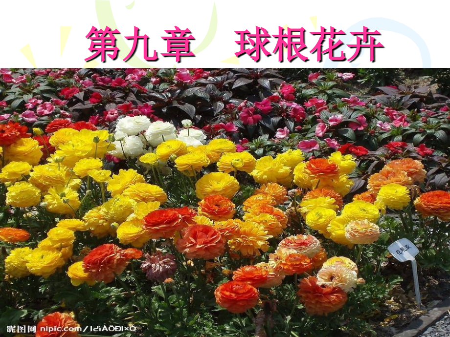 第九章---球根花卉_第1页