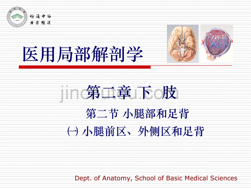 医用局部解剖学-小腿前区、外侧区和足背_第1页